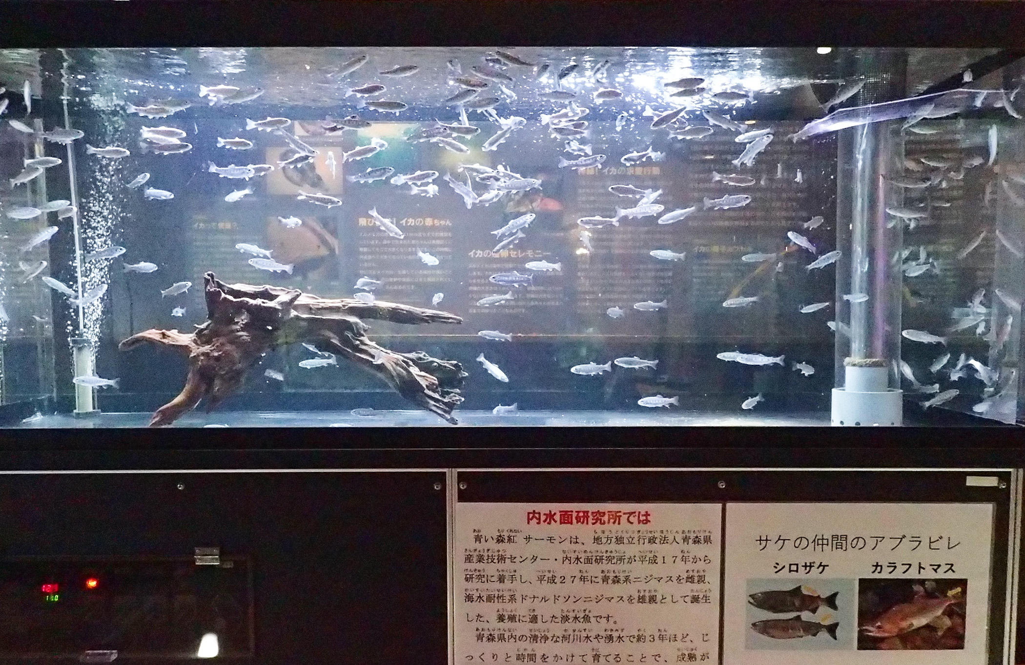 八戸市マリエントにて稚魚が展示されます